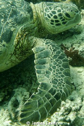 Turtle Portrait II by James Laker 